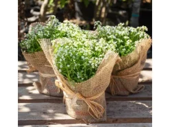 5m x 1m Jutegewebe 105g/m² Jutematte Gartenjute Jute Stoff Sackleinen Juteband*Aquagart