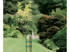 Baumbinder 3 Stück je 3 m* Best