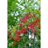 Berberis vulgaris 25-30 cm* Online