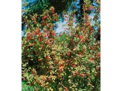 Berberis vulgaris 40-60 cm* Outlet