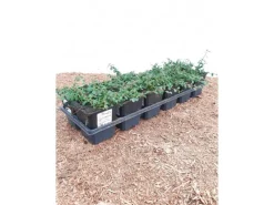 Bodendecker Cotoneaster Dammeri Streibs Findling P 0,5* Best