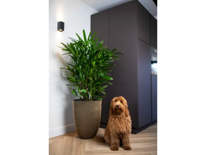 Capi Balkonmöbel|Pflanzgefäß Elegant Niedrig Groove Ø 46 cm x 58 cm Schwarz