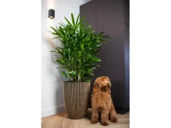 Capi Balkonmöbel|Pflanzgefäß Elegant Niedrig Groove Ø 46 cm x 58 cm Schwarz