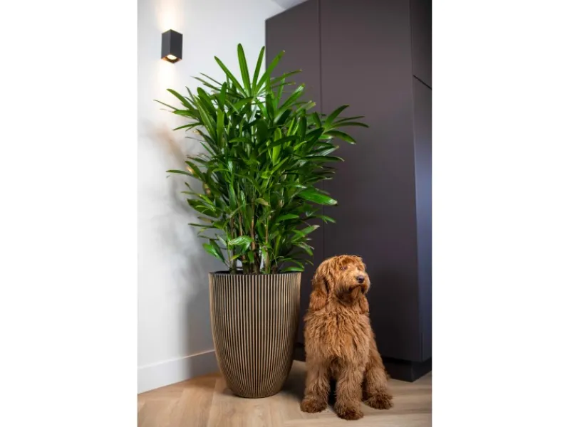 Capi Balkonmöbel|Pflanzgefäß Elegant Niedrig Groove Ø 46 cm x 58 cm Schwarz