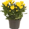Chrysantheme doppelblütig Gelb Höhe 20-30 cm Topf-Ø 12 cm Chrysanthemum indicum* Discount