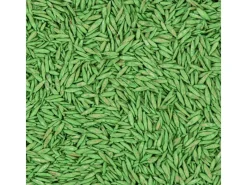 Compo Rasenwalze|Gartenwalze|Saat® Trocken-Rasen 2 kg für 80 m²