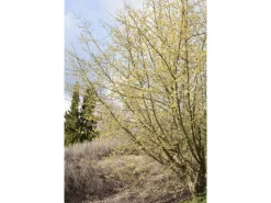 Cornus Mas Kornelkirsche Gelbe Blüten 60–100 cm* Online