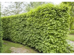 Cornus Mas Kornelkirsche Gelbe Blüten 60–100 cm* Online