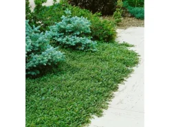 Cotoneaster Dammeri Radicans Teppichmispel Immergrün Ca. 9x9 cm Topf* New