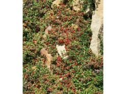 Cotoneaster Microphyllus Streibs Findling Ca. 9x9 cm Topf Immergrün* Online