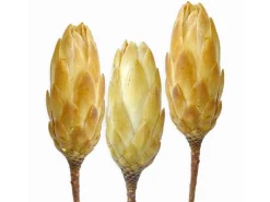 Grabgestecke|Deko-Blume Protea Repens Creme 3 Stück