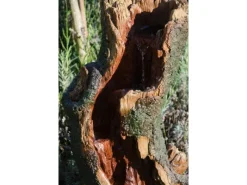 Dobar Brunnenpumpe|Gartenbrunnen|Design-Gartenbrunnen XL Baumstamm gewunden inkl. Pumpe