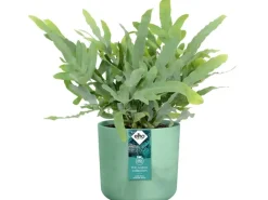 Blumentopf Ocean Collection Ø 18 cm*Elho Best