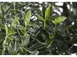 Euonymus Japonicus Microphyllus Variegata Buntlaubig Ca. 9x9 cm Topf* Sale