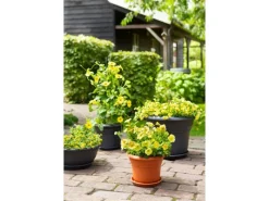 Florus Hydrokultur|Pflanztopf Fiore Alessia Ø 26 cm