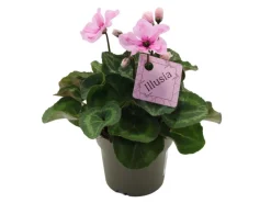 GROW by OBI Spaten|Alpenveilchen "Illusia" Outdoor Höhe ca. 20cm Topf-Ø 12cm Cyclamen