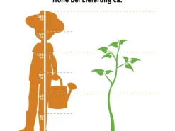 GROW by OBI Spaten|Bio Süßkirsche Große Schwarze Knorpelkirsche 120-140 cm Topf ca.7 l