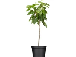Bio Süßkirsche Schneiders Späte Knorpelkirsche 120-140 cm Topf 7 l*GROW by OBI Sale