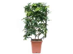 Blauregen "Longwood Purple" ca. 90 cm Topf ca. 18 l Wisteria*GROW by OBI Online