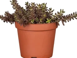 Fetthenne Topf-Ø ca. 19 cm Sedum*GROW by OBI Sale