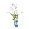 Gartenorchidee Topf-Ø 9 cm Bletilla var. Marcel Cladorp*GROW by OBI New