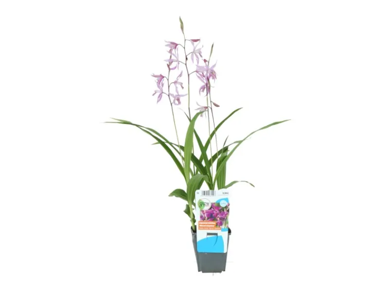 Gartenorchidee Topf-Ø 9 cm Bletilla var. Marcel Cladorp*GROW by OBI New