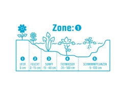 Gartenorchidee Topf-Ø 9 cm Bletilla var. Marcel Cladorp*GROW by OBI New