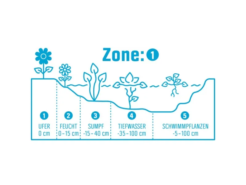 Gartenorchidee Topf-Ø 9 cm Bletilla var. Marcel Cladorp*GROW by OBI New
