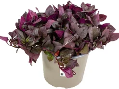 GROW by OBI Spaten|Mini-Papageienblatt ca. 10 - 20 cm Alternanthera reineckii