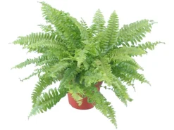 Schwertfarn Topf Ø ca. 12 cm*GROW by OBI Hot