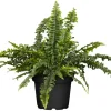 Schwertfarn Topf Ø ca. 17 cm Nephrolepis Exaltata*GROW by OBI Sale