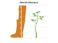 Schwertfarn Topf Ø ca. 17 cm Nephrolepis Exaltata*GROW by OBI Sale