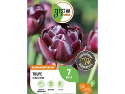 Tulpe Black Hero Lila 7 Stück Tulipa double late Black Hero*GROW by OBI Best