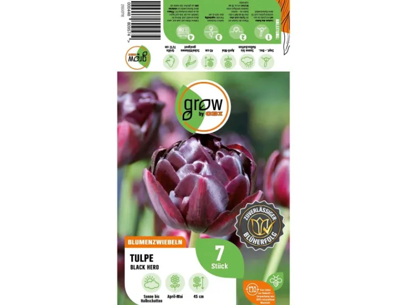 Tulpe Black Hero Lila 7 Stück Tulipa double late Black Hero*GROW by OBI Best