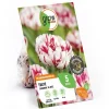 GROW by OBI Spaten|Tulpe Carnavalde Nice Rot-Weiß 5 Stück Tulipa double late  Carnaval