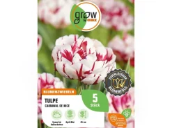 GROW by OBI Spaten|Tulpe Carnavalde Nice Rot-Weiß 5 Stück Tulipa double late  Carnaval