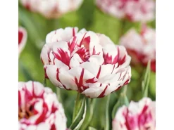 GROW by OBI Spaten|Tulpe Carnavalde Nice Rot-Weiß 5 Stück Tulipa double late  Carnaval