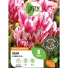 GROW by OBI Spaten|Tulpe Flaming Club Rot-Weiß 8 Stück Tulipa single late Flaming Club