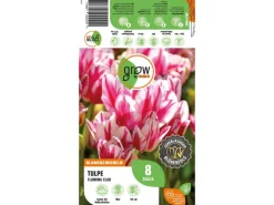 GROW by OBI Spaten|Tulpe Flaming Club Rot-Weiß 8 Stück Tulipa single late Flaming Club