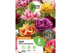 Tulpen Gefüllte späte Mischung 8 Stück Tulipa double late Mixed*GROW by OBI Outlet