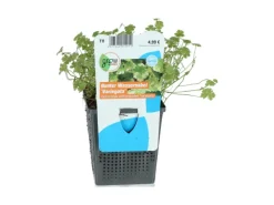 Wassernabel Bunt Topf-Ø ca. 11 cm*GROW by OBI