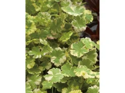 Wassernabel Bunt Topf-Ø ca. 11 cm*GROW by OBI