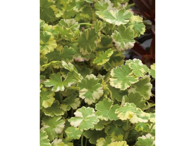 Wassernabel Bunt Topf-Ø ca. 11 cm*GROW by OBI