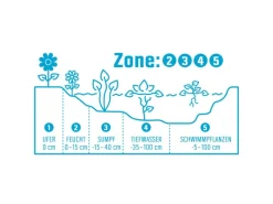 Wassernabel Bunt Topf-Ø ca. 11 cm*GROW by OBI
