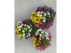 Zauberglöckchen Quattro Topf-Ø ca. 17 cm Calibrachoa*GROW by OBI Best