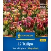 Blumenzwiebel Mega-Pack Einfache späte Tulpen Sea of Lights 12 Stück*Kiepenkerl Clearance
