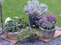 Kokosfaser Mulchmatte Topfuntersetzer und Baumschutz 4er Set Natur 40 x 40 cm*Proflora New