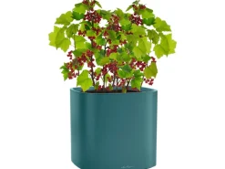 Lechuza Hydrokultur|® Pflanzgefäß Pila Color Planter 35 cm x 35 cm x 33 cm Petrol