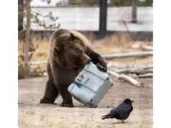 Lifetime Kühlboxen|Wassersport|Kühlbox Campingbox 26,5 Liter Grau