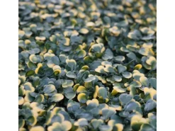 MCW Balkonsichtschutz|Wandfliese L78 - Buchs